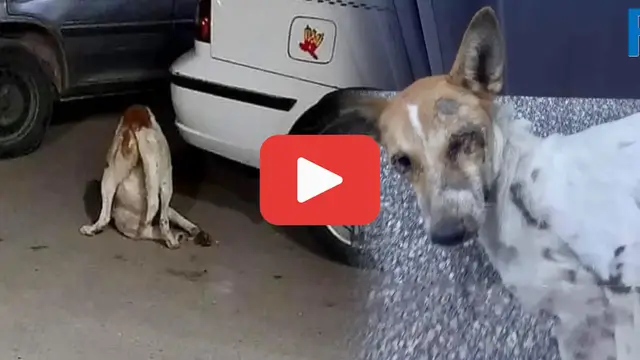 Video thumbnail for Abandoned and Crawling—The Heartbreaking Truth Behind Her Struggle