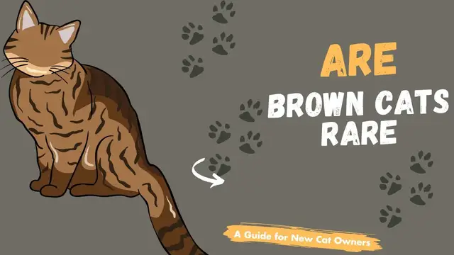 'Video thumbnail for Brown cats: Are Brown Cats Rare?'