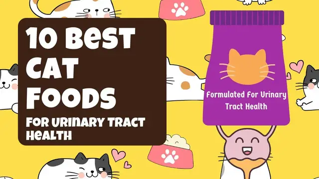 Video thumbnail for 10 Best Cat Foods For Urinary Tract Health
