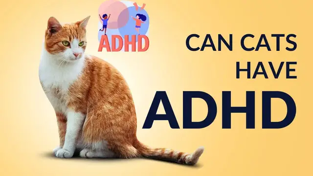 'Video thumbnail for Can Cats Have Adhd?'