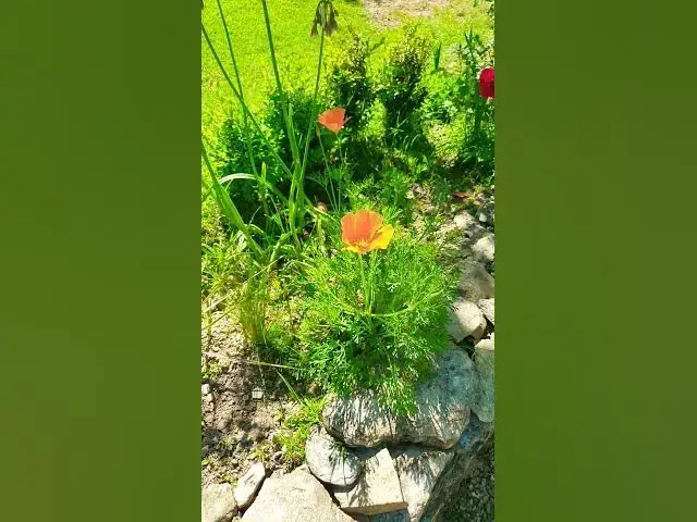 Video thumbnail for à la découverte du pavot de Californie !