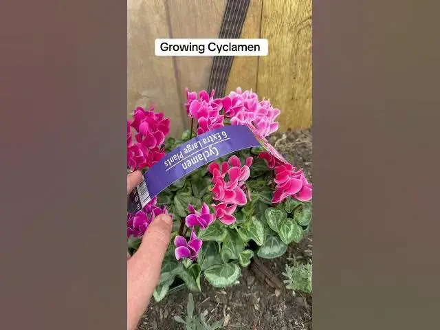 'Video thumbnail for 🌸 Cyclamen – A Burst of Winter Colour! 🌸'