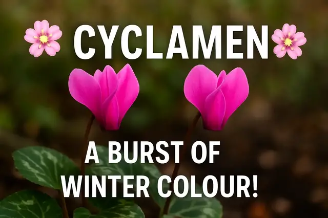 'Video thumbnail for 🌸 Cyclamen – A Burst of Winter Colour! 🌸'
