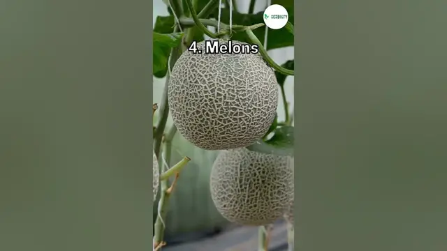 Video thumbnail for Bad Companion Plants for Rhubarb 👆👆 #farming #herbgarden #shorts