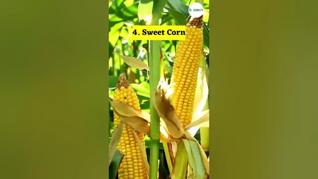 Video thumbnail for Great Companion Plants for Artichokes #farming #herbgarden #shorts