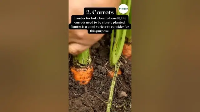 Video thumbnail for Companion Plants For Bok Choy #farming #herbgarden #shorts