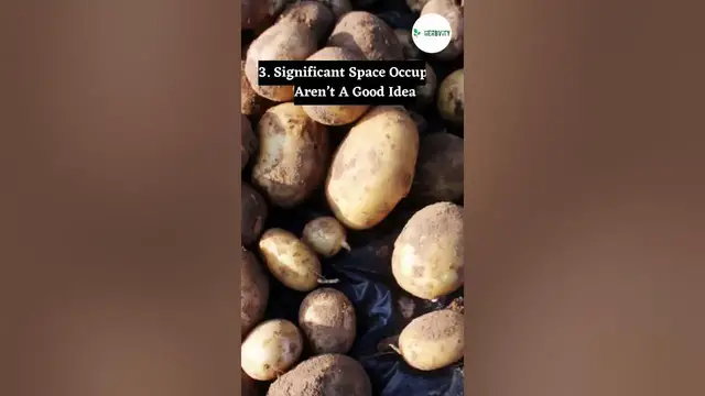 Video thumbnail for 6 Worst Dahlia Companion Plant Types #farming #herbgarden #shorts