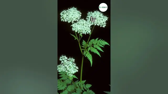 Video thumbnail for Good Companion Plants for Apple Trees 🍎🍎 #farming #herbgarden #shorts