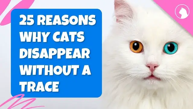 'Video thumbnail for 25 Reasons Why Cats Disappear Without A Trace'
