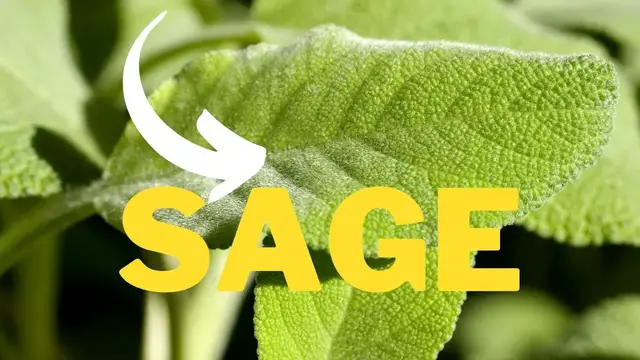 'Video thumbnail for Boost Sage's Growth in Your Garden with These Companion Plants'