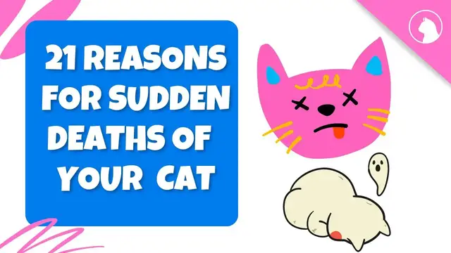 'Video thumbnail for 21 Causes Of Sudden Death In Cats'