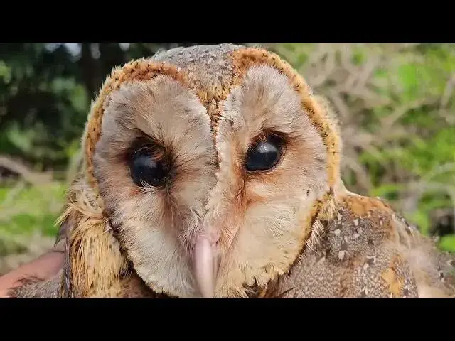 Video thumbnail for Catch beautiful animal in the wild,lizard,toad,bird,frog,spider,owl,skink,that are very amazing
