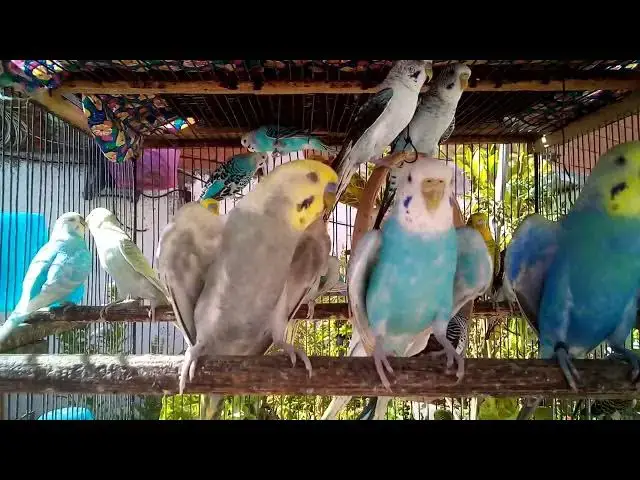 'Video thumbnail for π€ Budgie Body Language π What Happiness Looks Like ποΈ'