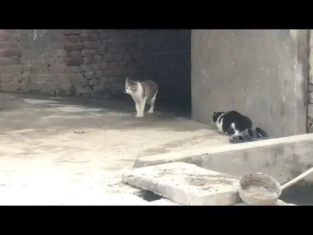 'Video thumbnail for New cat not looks friendly | Cat fight'