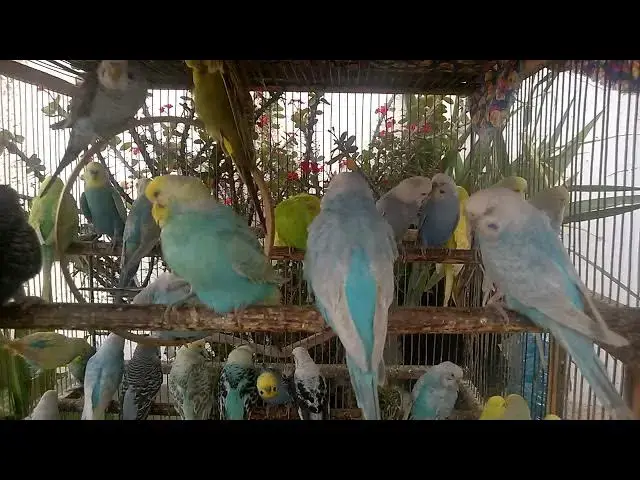 Video thumbnail for 🌟 From Ordinary to Extraordinary The Beauty of Budgie Mutations!