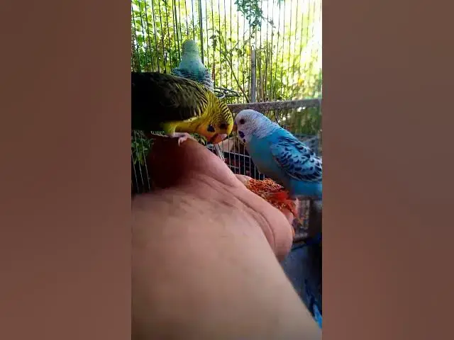 'Video thumbnail for This Amazon bird toy is SO COOL#birds#parrot #birdslover #budgis #lovebirds #budgiegar #cute #health'