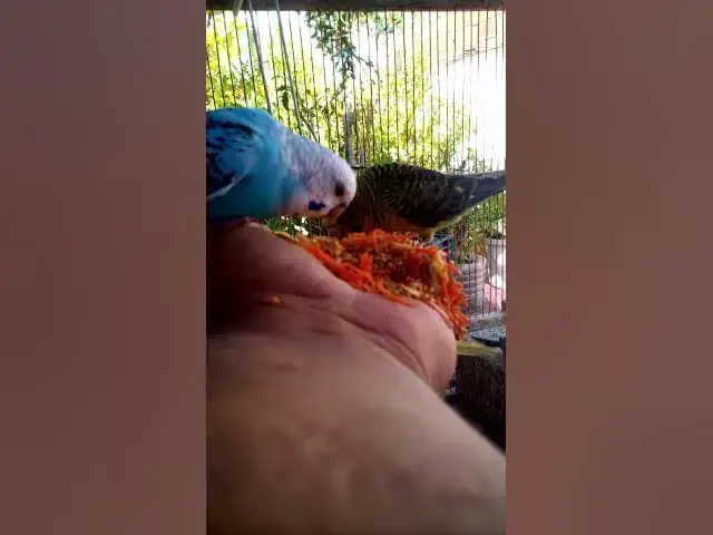 'Video thumbnail for This Amazon bird toy is SO COOL#birds#parrot #birdslover #budgis #lovebirds #budgiegar #cute #health'