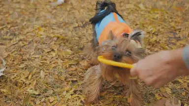 'Video thumbnail for Yorkshire Terrier Health Issues: A Comprehensive Guide'