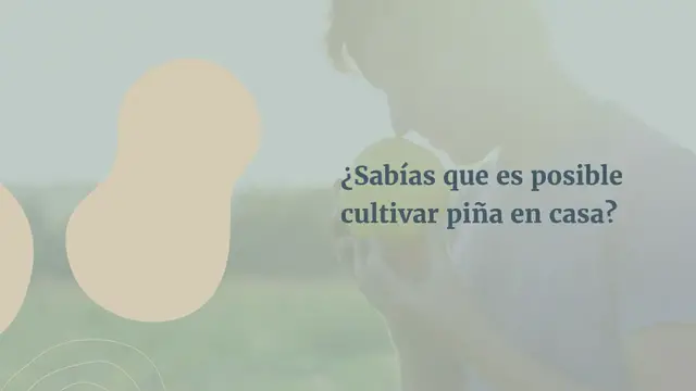 Video thumbnail for Aquí se explica cómo cultivar una piña a partir de sus sobras