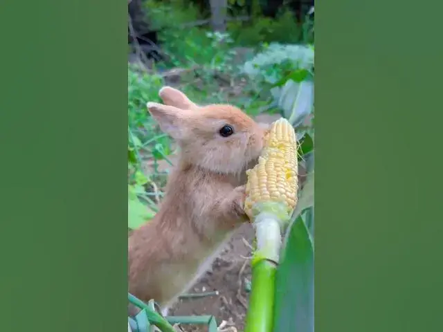 Video thumbnail for Rabbit eating corn .  #fruts  #rabbit #Corn  #eating corn # Rabbit eating #healthy #healthylifestyle