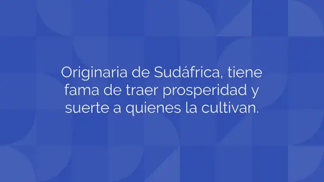 Video thumbnail for ¿Cómo plantar y mantener el árbol de jade con éxito?