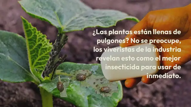 Video thumbnail for Si tu propósito es eliminar los pulgones de las plantas este es el mejor insecticida