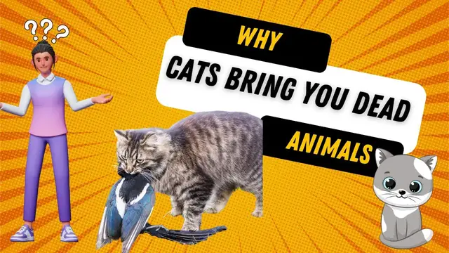 'Video thumbnail for Why Cats Bring You Dead Animals?'