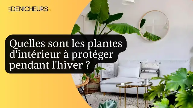 Video thumbnail for 🌱​❄️ Quelles sont les plantes d'intérieur à protéger pendant l'hiver ? 🪴​​