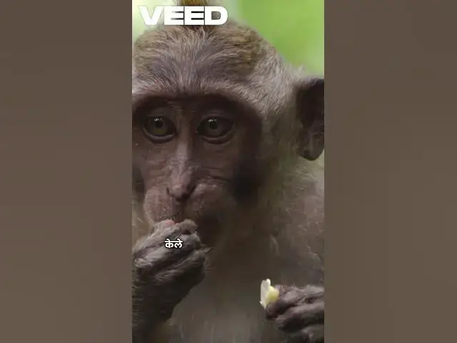 'Video thumbnail for "कल्पना की चतुराई"🤔🤔🙊🙉'