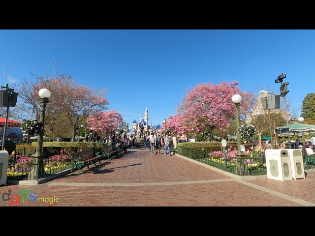 Video thumbnail for Blossoms Arrive and Pirates Depart - DAPS Vlog