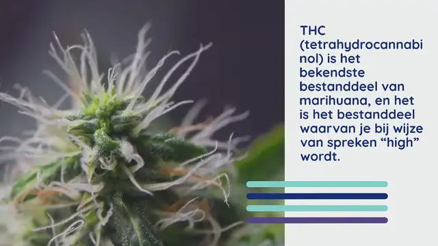 Video thumbnail for Wat iedere ouder moet weten over CBD