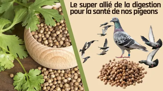 Video thumbnail for Le super allié de la digestion pour la santé de nos pigeons
