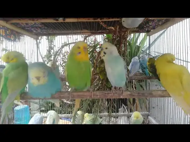 Video thumbnail for Pure Love & Joy 💖🐤  Sweet Budgie Sounds for a Happy Mood