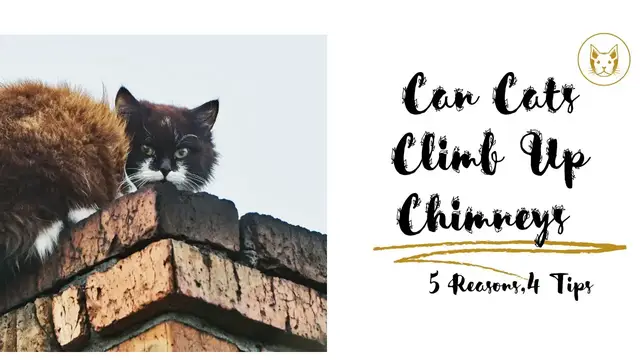 Video thumbnail for Can Cats Climb Up Chimneys? Reasons and Tips