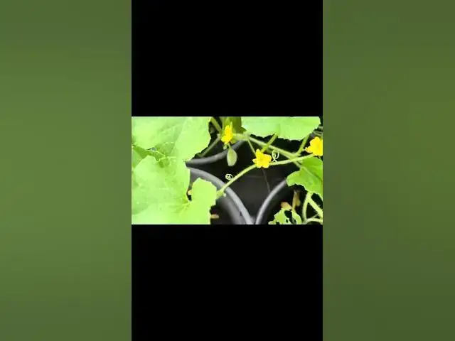 'Video thumbnail for 🍈🌱 How to Grow Juicy Melons at Home | Step-by-Step Guide'