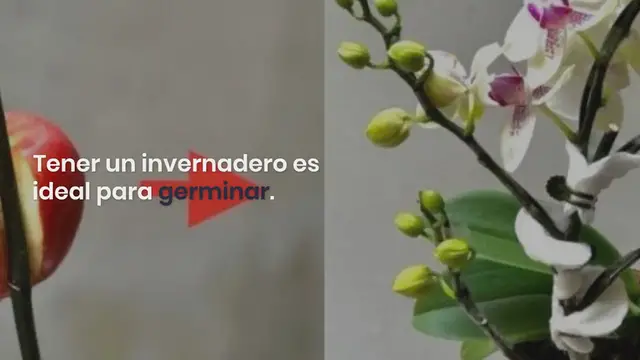 'Video thumbnail for Aquí te mostramos cómo hacer un mini invernadero casero para tener un sinfín de frutas y verduras:'