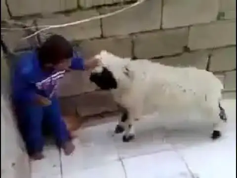 Video thumbnail for مقالب مضحكة جداً جداً  مقلب خطير