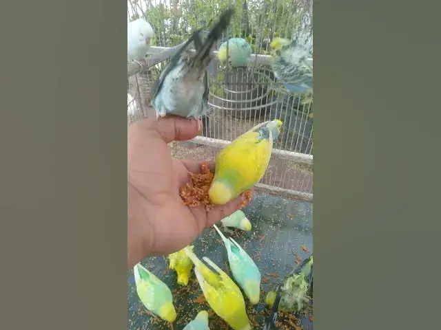 Video thumbnail for This Budgie Mutation Looks Unreal 😳✨