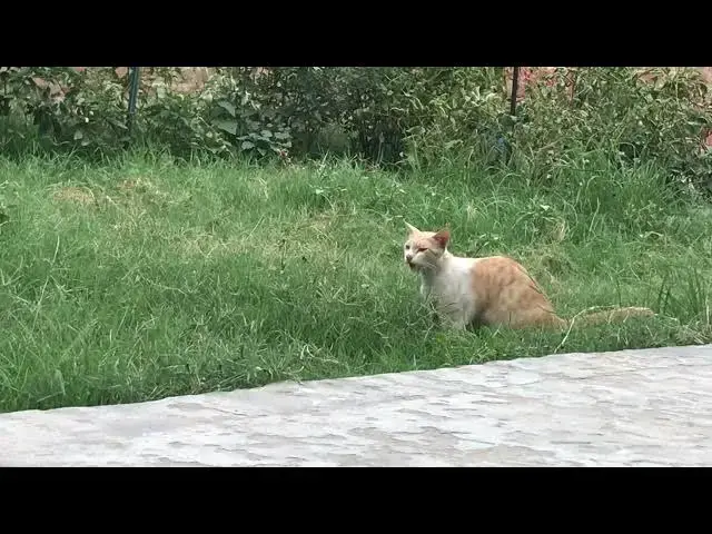 'Video thumbnail for Male cat watching new kitten while they playing with each other | cat open mouth after smelling sent'