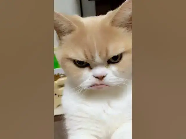 'Video thumbnail for Hard life of cats'