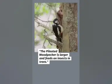 'Video thumbnail for Cardinal Lookalikes Exposed! 8 Birds You Might Mistake'