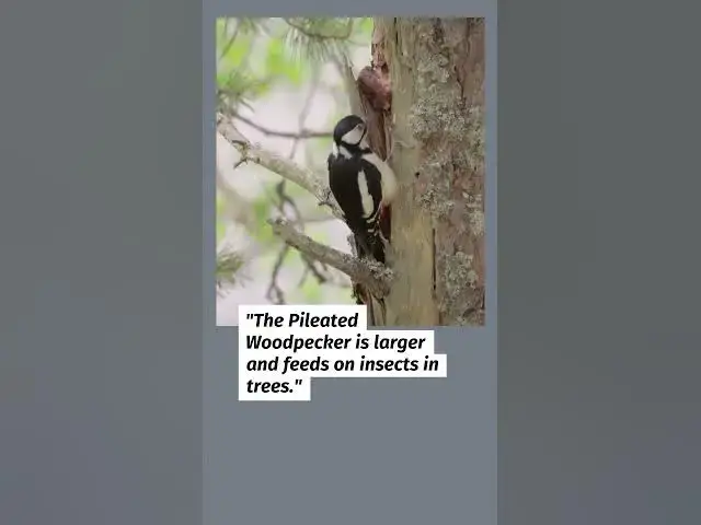 'Video thumbnail for Cardinal Lookalikes Exposed! 8 Birds You Might Mistake'