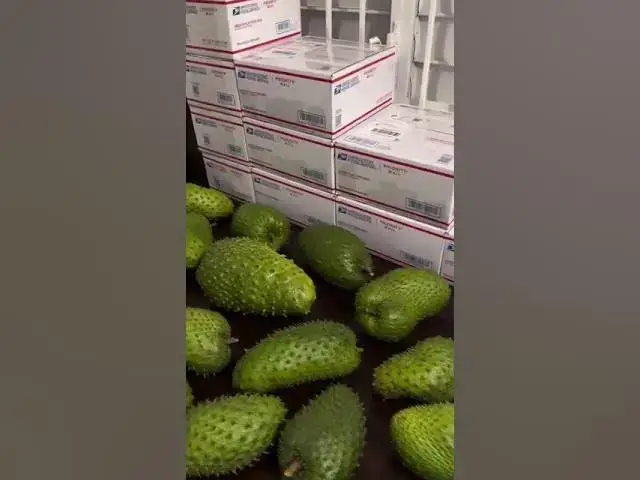 Video thumbnail for Soursop fruits