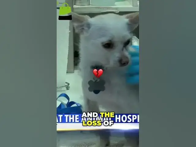 'Video thumbnail for Hacking Scare: How a Veterinary Center Recovered!'
