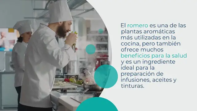 Video thumbnail for Cómo cultivar romero rápidamente a partir de una ramita
