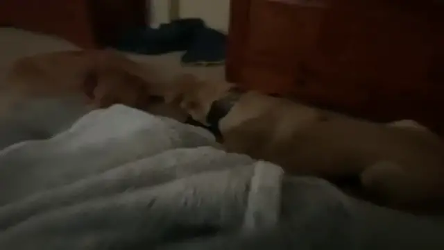 'Video thumbnail for Dogs play fighting'