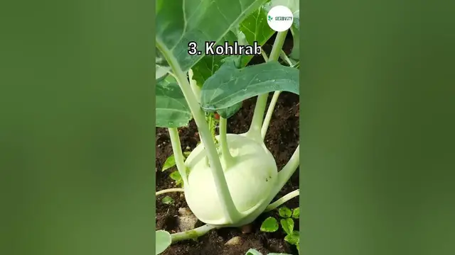 Video thumbnail for GOOD COMPANION PLANTS FOR CELERY 💚 #farming #herbgarden #shorts