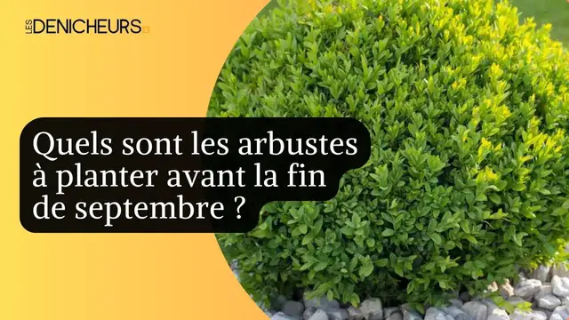 Video thumbnail for 🌳​🌸Quels sont les arbustes à planter avant la fin de septembre ? 🏡​​🎋
