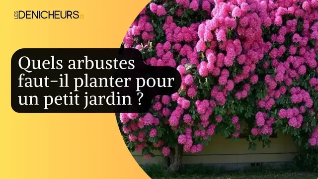 Video thumbnail for 🎄🏘️Quels arbustes faut-il planter pour un petit jardin ? 🌲​