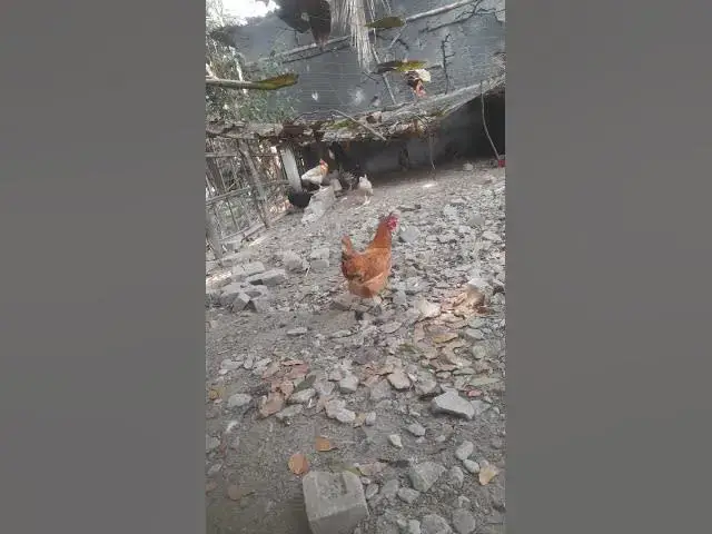 Video thumbnail for Free Range Chicken Farming